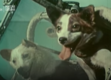 Ровно 57 лет назад Белка и Стрелка отправились в космос