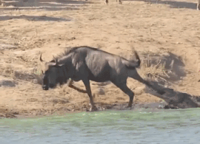 Два бегемота спасли антилопу гну, отбив её у голодного крокодила (видео)