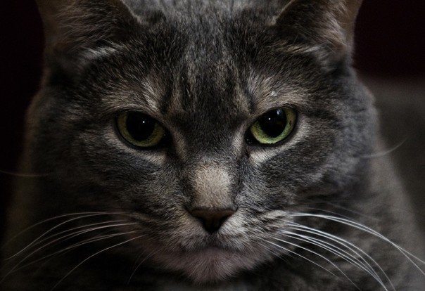 Во все пушистые: кошек и собак обвинили в глобальном потеплении