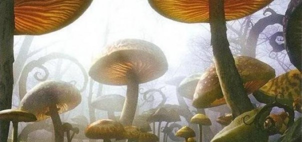 Цивилизация грибов