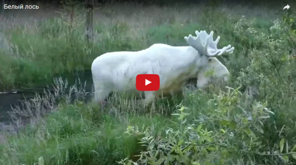Белый лось, но не альбинос