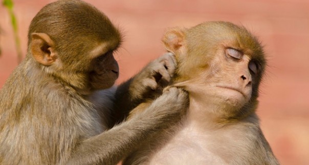 Исследователи выяснили, как самки обезьян низших рангов свергают с пьедестала лидера