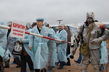 Новый «рекорд» установлен на Украине: свиноводы в шоке