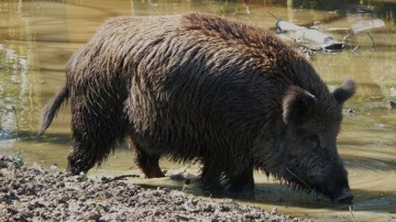 Кабаний таран. Дикие свиньи бежали из Украины, продырявив «противотанковый забор»