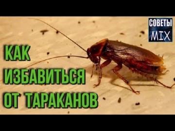 Как избавиться от тараканов навсегда. На удивление простой и надежный способ без химии
