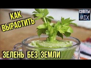 10 видов зелени, которые можно выращивать без земли в домашних условиях. Огород на кухне