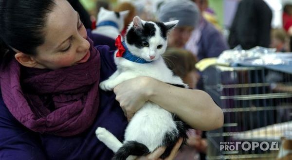 В Нижнем Новгороде открыли вакансию для кота