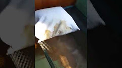 Украинская медицина во всей красе!