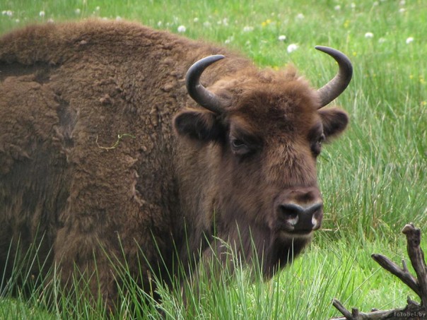 В Германии впервые за 250 лет появился зубр. Власти испугались и застрелили его