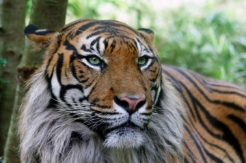 Президент Южной Кореи сравнил Путина с амурским тигром