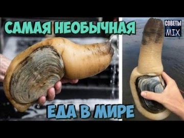 Самая необычная еда в мире Коллекция странных продуктов и блюд о которых Вы могли и не знать