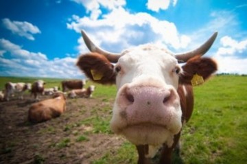 Херсонщина - зеркало украинского кризиса. Статистика фиксирует переход на суррогаты и натуральное хозяйство