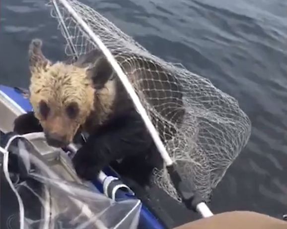 Про медведей )