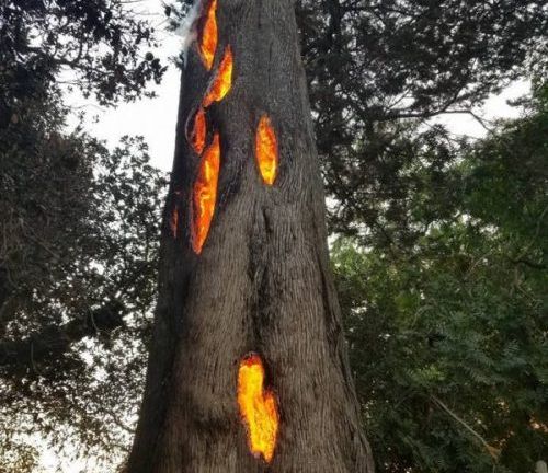 Это самая лютая вещь какую можно увидеть, деревья горят изнутри. “Пожары в Калифорнии не были “дикие” , они были вызваны”.