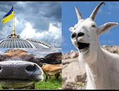 Коровы и козлы Верховной Рады / пятничный юмор | Что означают странные требования Михомайдана