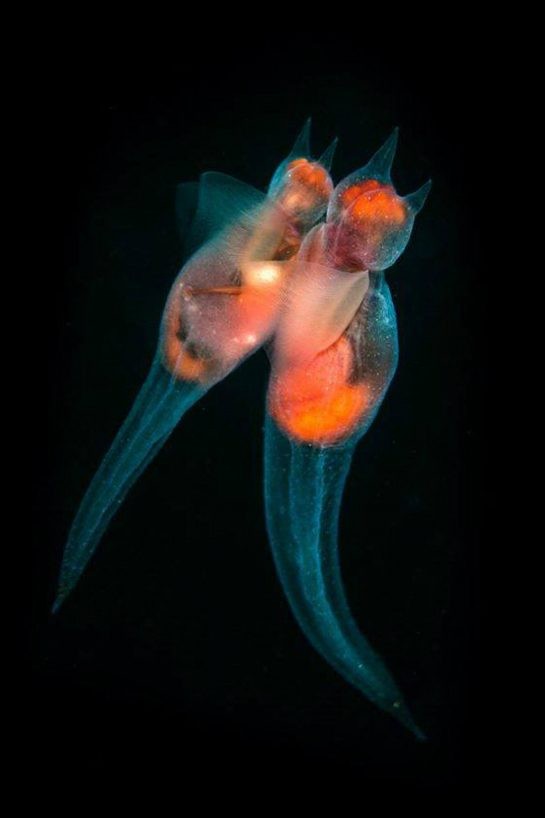 Морские ангелы