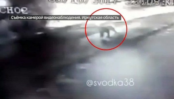 Под Иркутском медведь чуть не загрыз школьника