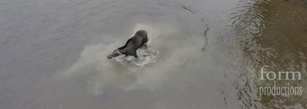 Редкие кадры: коптер снял схватку лося с волком