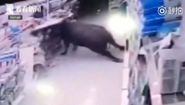 В Китае разъяренный буйвол ворвался в магазин и ранил посетителей