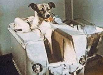 Лайка: билет в один конец