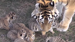 Четверо детенышей амурского тигра родились в крымском сафари-парке "Тайган"