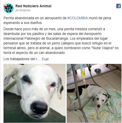 Брошенная в аэропорту собака умерла от грусти