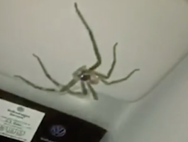 Гигантский паук в машине превратил автоледи в самого опасного участника движения