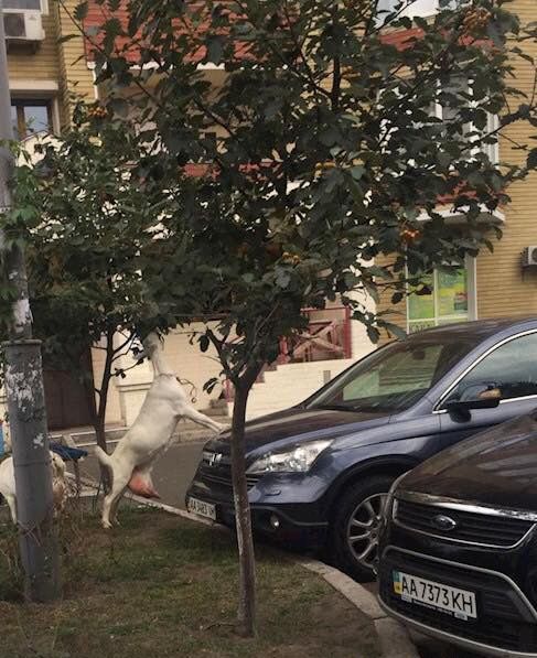 Київ - це європейське місто! Жителей столицы шокировали козы, питающиеся с мусорных баков