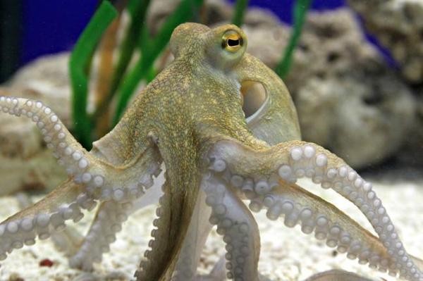 Осьминоги: разумные, головоногие