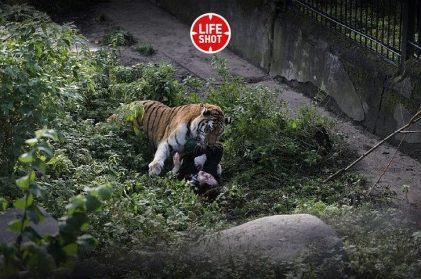В Калининградском зоопарке тигр Тайфун напал на сотрудницу