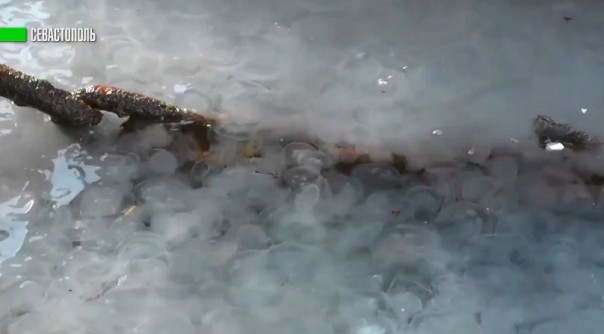 Море в Севастополе превратилось в «кисель»