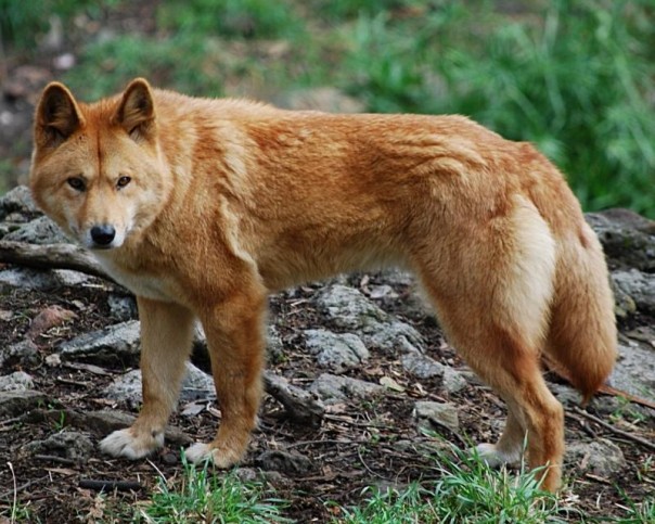 Динго пришли в Австралию дважды