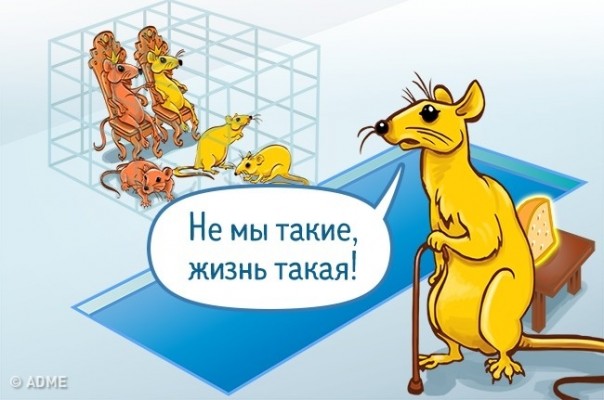 Удивительный эксперимент на крысах, который наглядно показал, как ведут себя люди