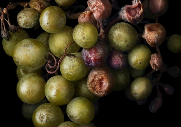 Плоды. Евгений Спицын