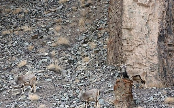 Найдите на снимке снежного барса