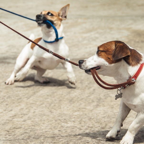 Найдено древнейшее изображение собаки на поводке