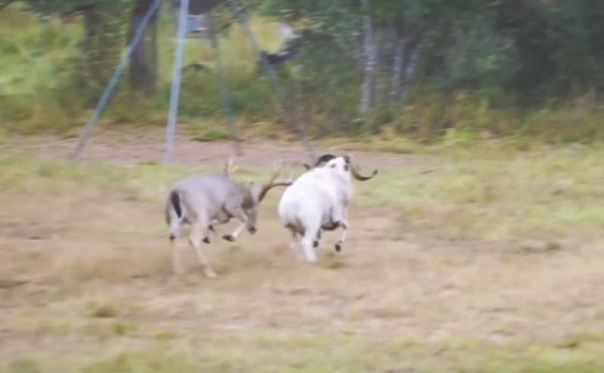 Гони меня, олень, в свою страну оленью!