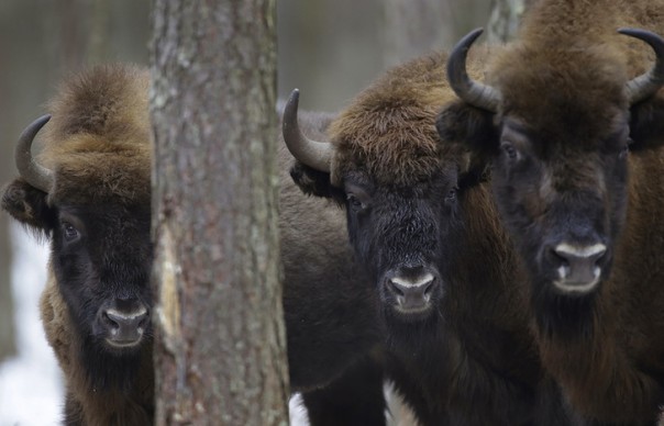 Якутия: бизоны уходят в тайгу