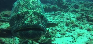 Печальная рыба-еврей