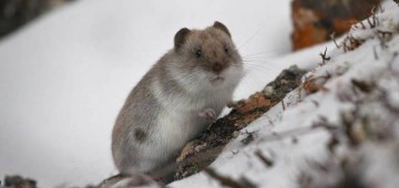 Один маленький шаг…