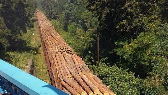 Топорный подход: чем грозят Украине массовые вырубки леса