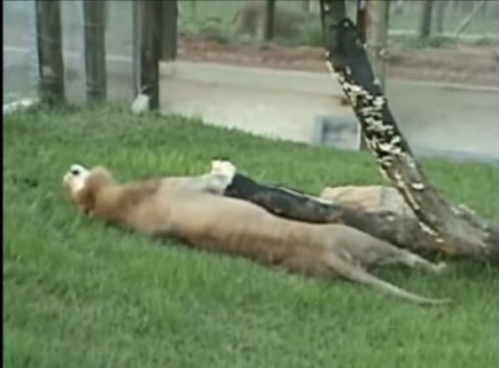 Старый цирковой лев чуть не умер от счастья , увидев зеленую траву