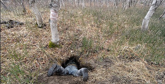 Когда лес побеждает окоп