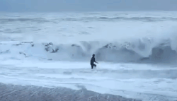 Очевидцы сняли на видео, как хозяйка отчаянно пытается спасти собаку