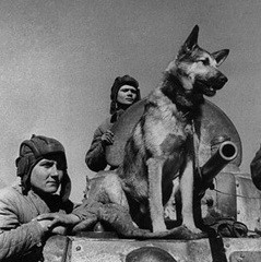 Дина Волкац и её знаменитые четвероногие бойцы