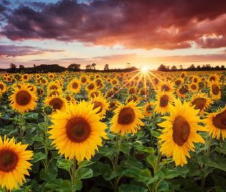 Великая подсолнечная страна