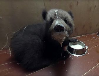 «Медвежата». Как работает медвежий детский сад в Тверской области. Документальный фильм 360