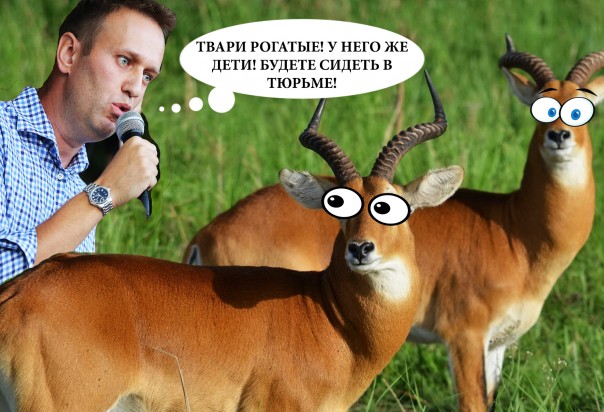 Волкова посадили. Навальный в Твиттере оскорбляет «рогатых» и грозит тюрьмой