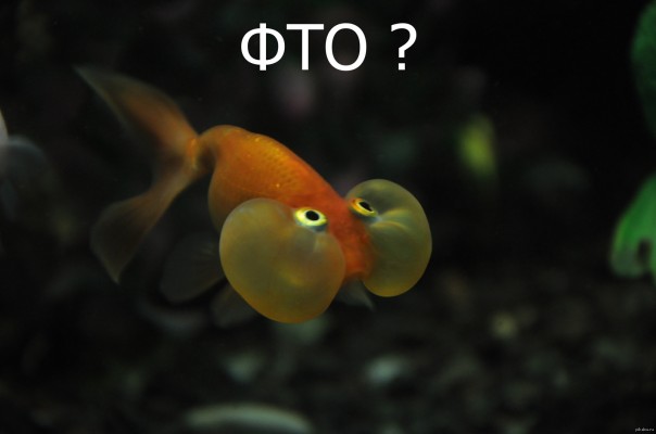 Биологи рассказали, как меньше есть