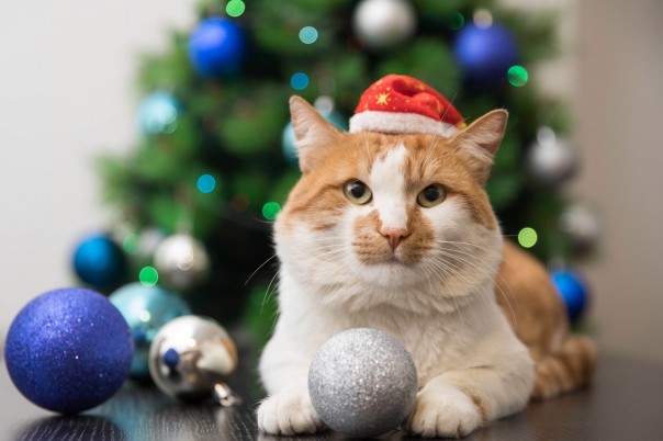 Упитанный кот Мостик первым пройдёт по мосту через Керченский пролив